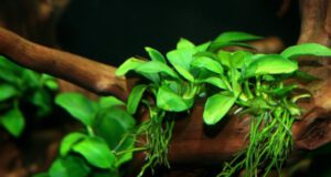 Jak na údržbu Vašeho akvarijního filtru