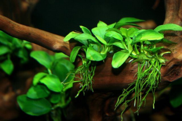 anubias II.